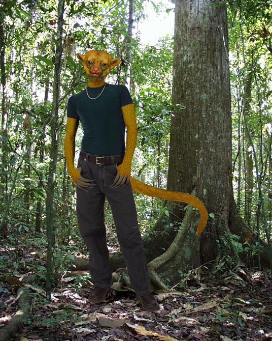 Kinkajou_in_Rainforest.jpg