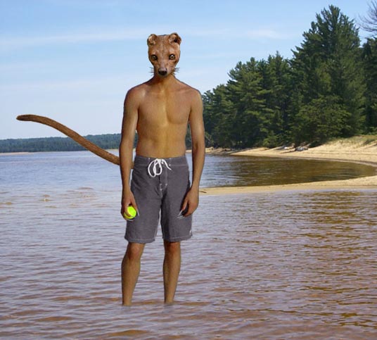 Vildher_Barrhafregrik_.jpg