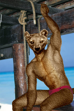 fossa_at_beach45.jpg