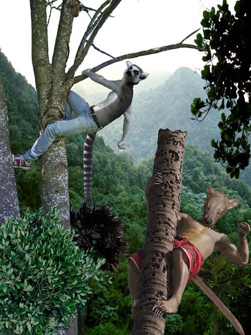 fossa_will_attack_lemur_.jpg